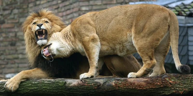Zambia bans lion, leopard hunting
