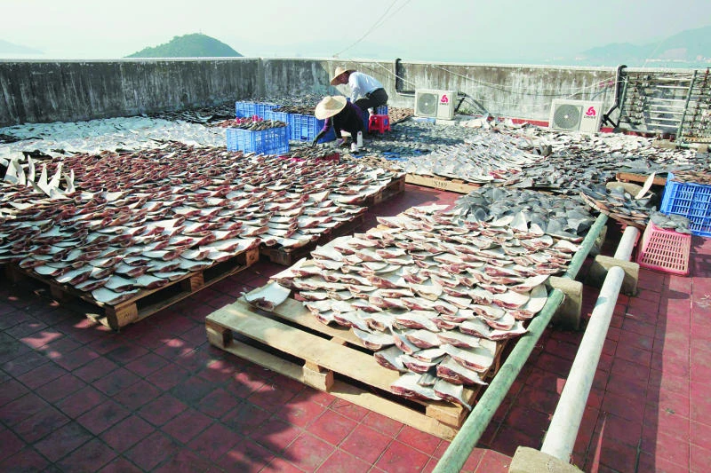 Conservationists slam Hong Kong’s ‘shark fin rooftop’