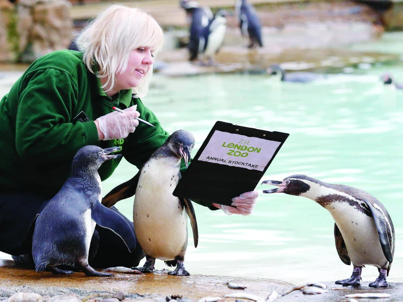 Zoo count begins: No creature too small to count