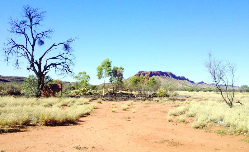 Australian trees made famous by Aboriginal artist destroyed