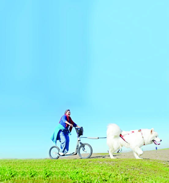 California’s ‘urban’ sled dogs cool with no snow