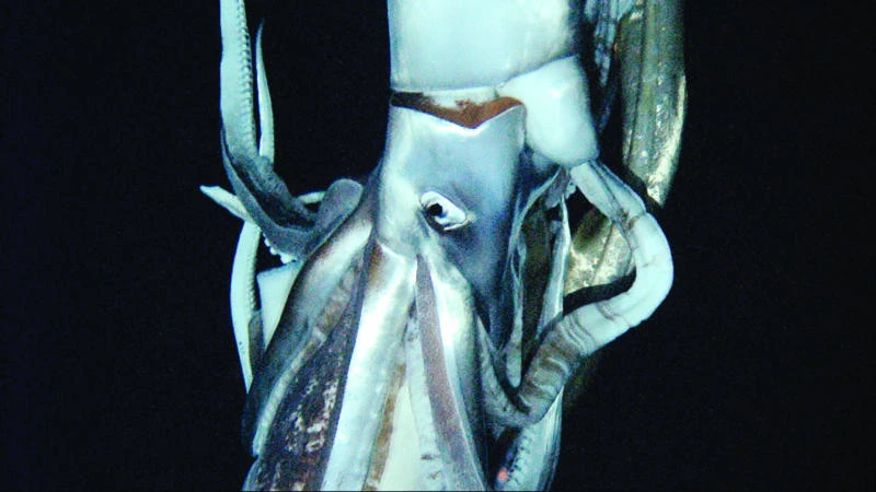 Giant squid filmed in Pacific Ocean depths