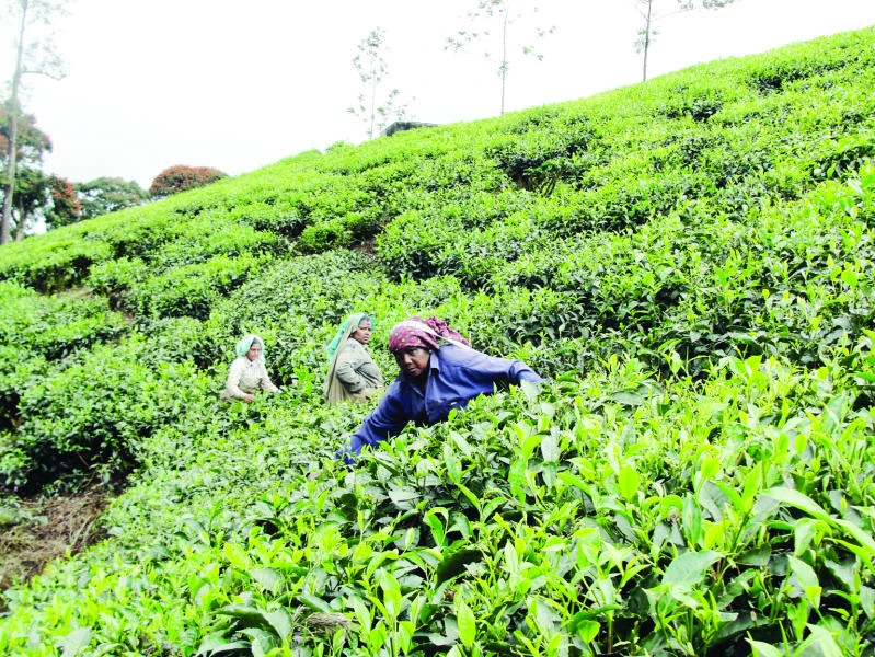 Tea valuable commodity for Saudi and Gulf states