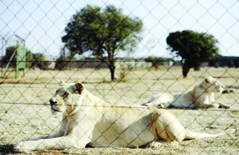 Trophy hunts mean most S. African lions are farm-raised