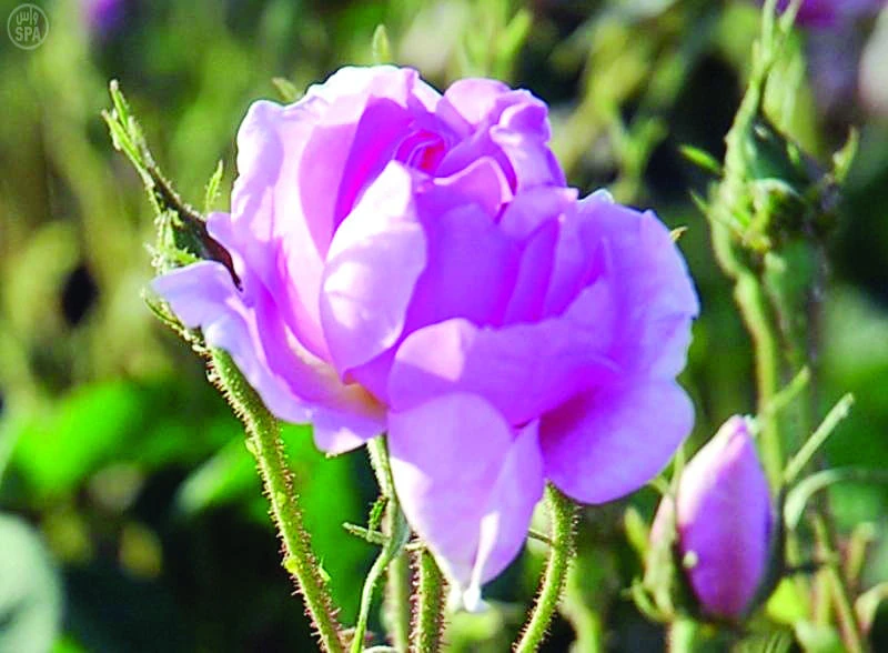 Taif University opens chair for rose studies