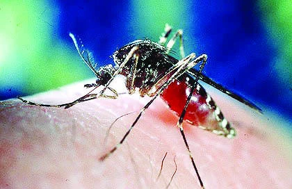 Jeddah municipality fights dengue fever