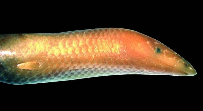 New ‘Moby Dick’ lizard species found in Madagascar