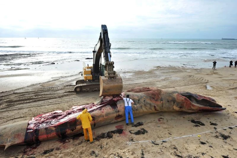Briton finds ‘rare whale vomit’ worth 50,000 euros