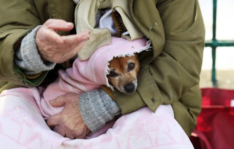 Stray dogs give safety lessons to pedestrians in Romania