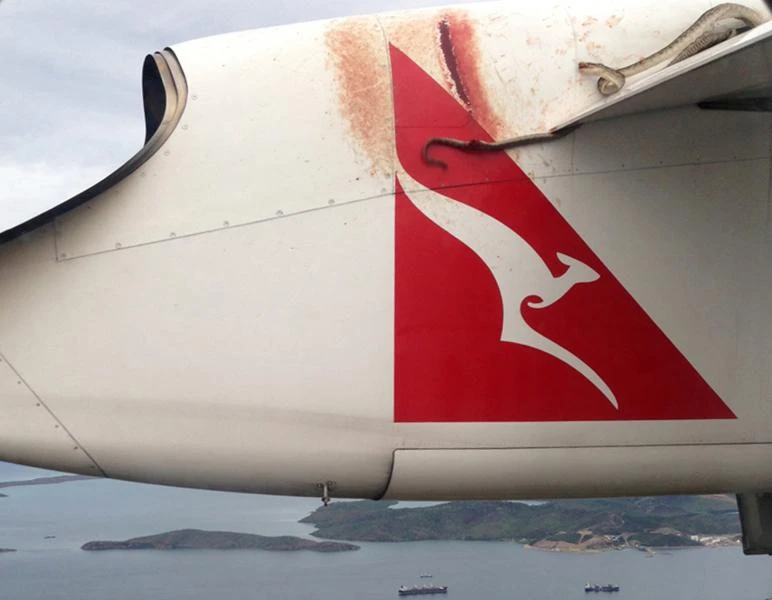 Python on a plane! Slithery stowaway shocks passengers