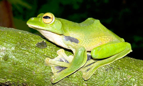 Australian biologist gets the jump on new species of flying frog