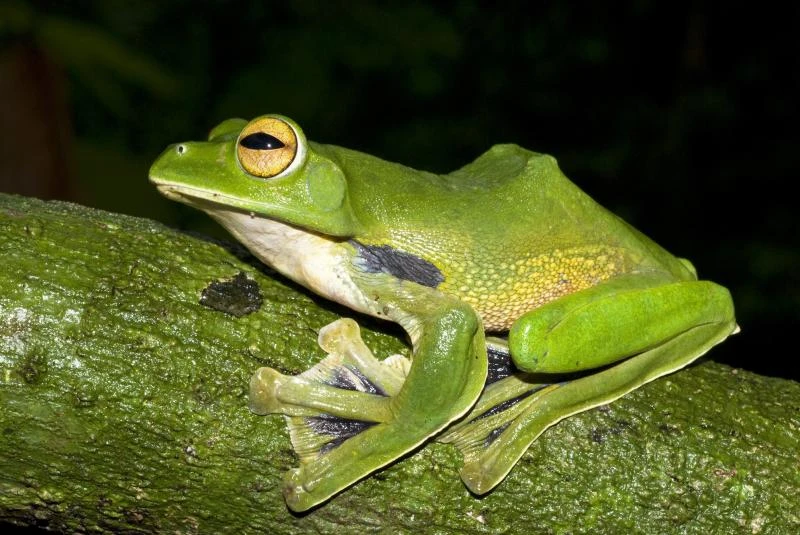 New species of flying frog discovered in Vietnam
