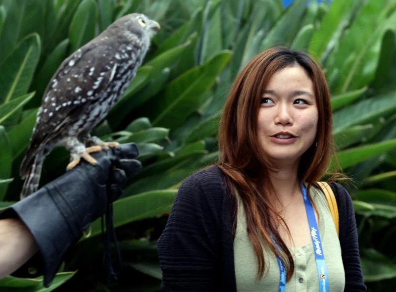 Serbian town moves to protect winter owls