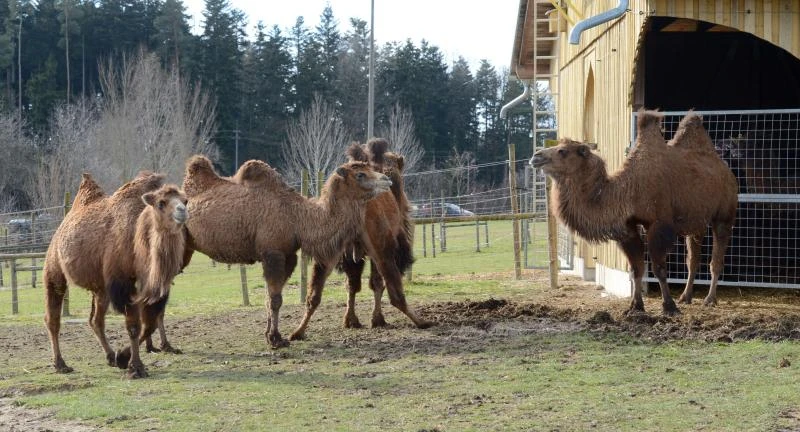 86 camels die in fire in Germany