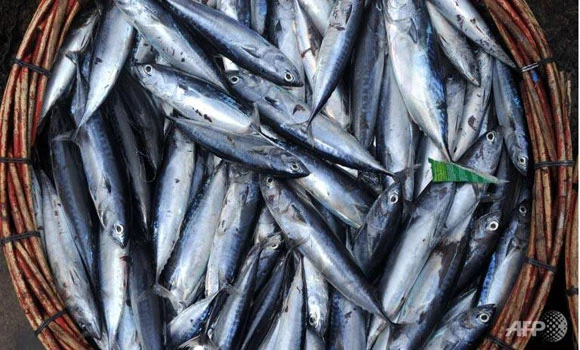 Smaller fish to fry, man warned