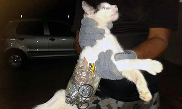 Brazil inmates train cat for prison break