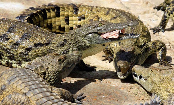 15,000 crocs escape from S. African farm