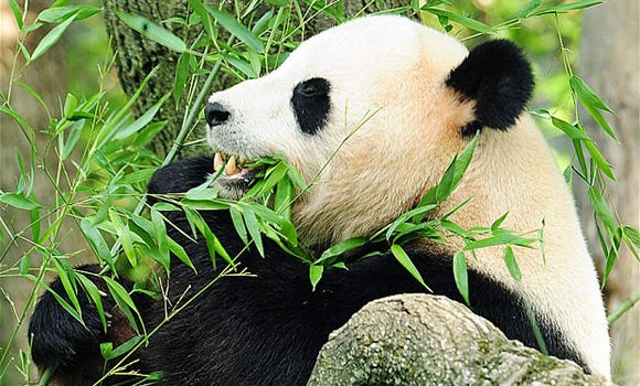 Giant pandas may aid in fighting drug-resistant bacteria