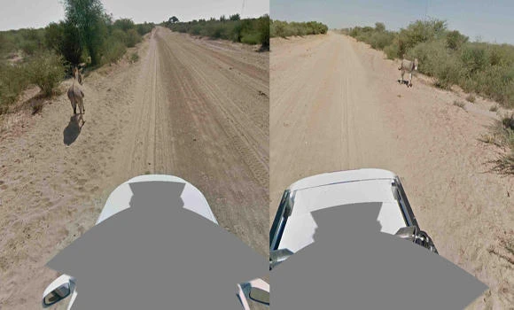 Google denies donkey hit-and-run