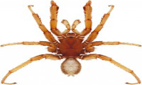 Joshua Tree spider species named for U2’s Bono