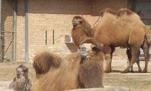 Two camels missing in central France