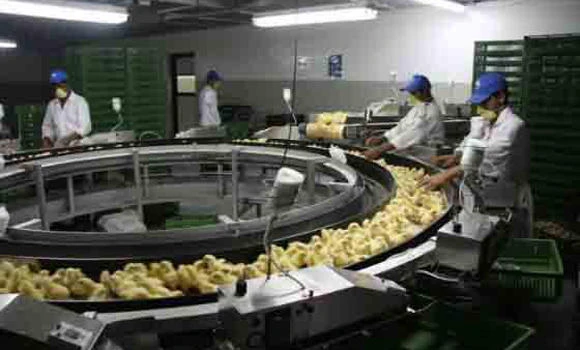 Experts blame govt for high poultry prices