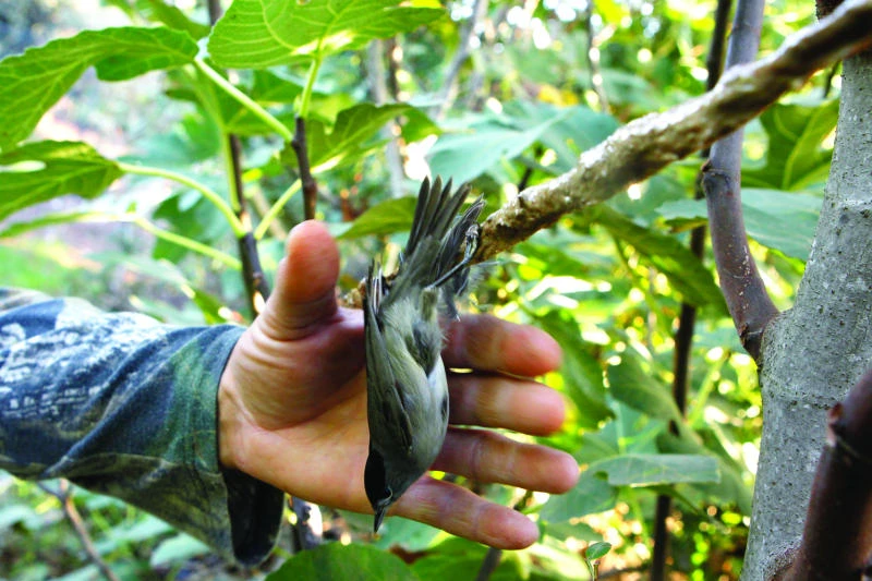 Cyprus out-of-work turn to illegal songbird trapping