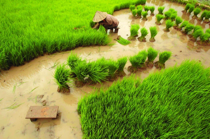 Food prices stable, low stocks pose risk of spikes