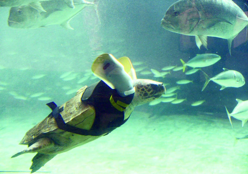 Turtle power: Artificial legs boost limbless loggerhead