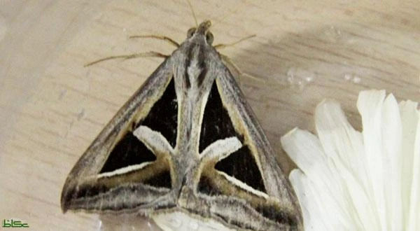 Moth carrying Saudi emblem on wings discovered