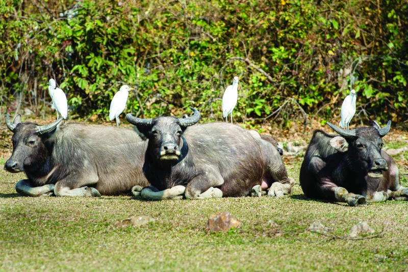 Buffaloes a divisive link to Hong Kong’s past