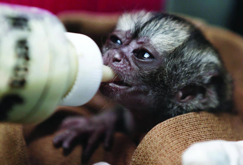 Monkey-mothering 24-hour chore for Colombian woman