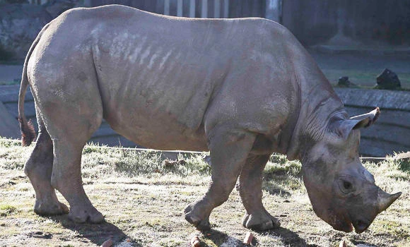 Poachers use AK-47s to kill rhinos in India
