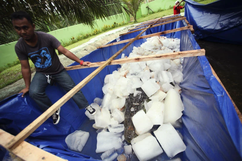 World’s largest crocodile dies in Philippines