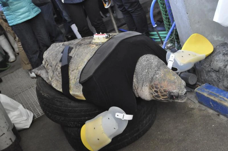 Aquarium fights to get disabled turtle swimming again