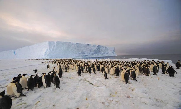 9,000-strong penguin colony discovered in Antarctic