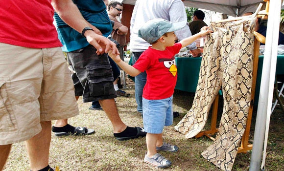 Hundreds of Everglades hunters net just 68 pythons
