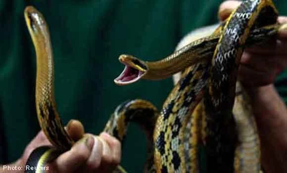 Hong Kong customs discover 2,600 live snakes