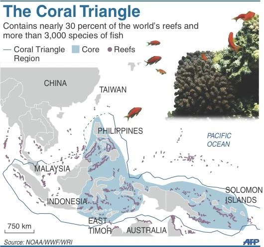 Study of world’s richest marine area shows size matters