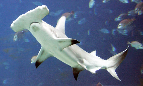 Shark wrestler’s heroics land him in hot water
