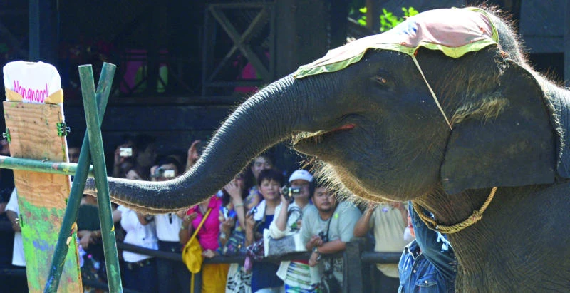 Thai tourist industry ‘driving’ elephant smuggling