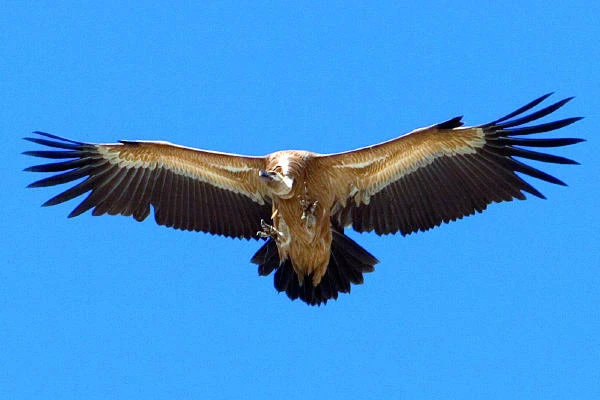 On a wing and a prayer: a birding expedition near Riyadh