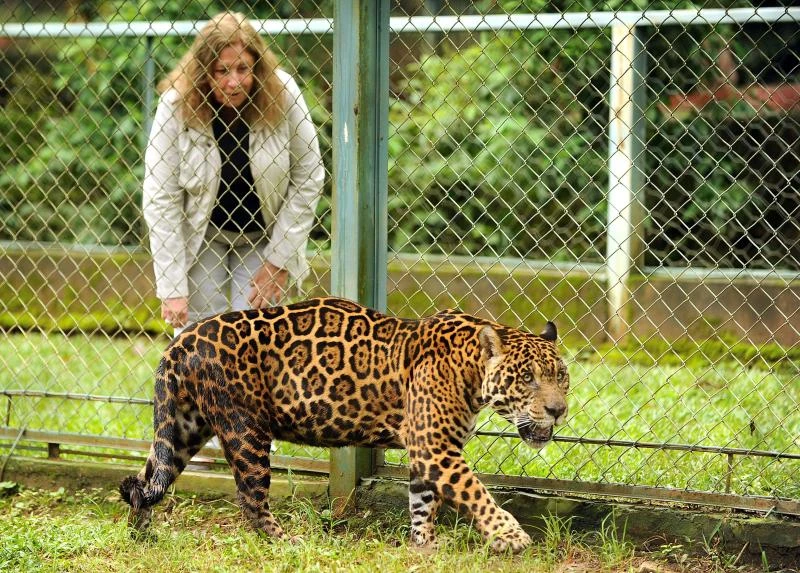 Mission to save jaguar exposes big cats’ plight in Brazil