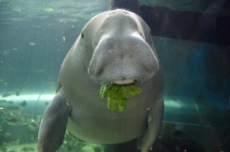 Saudi Arabia signs pact to protect dugong