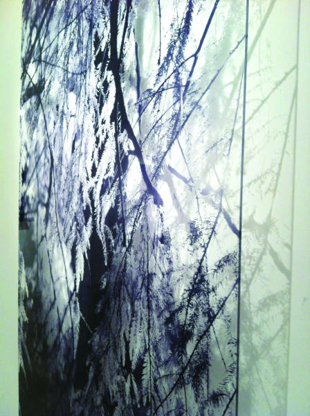 Teresa Emanuele in nature’s shadows