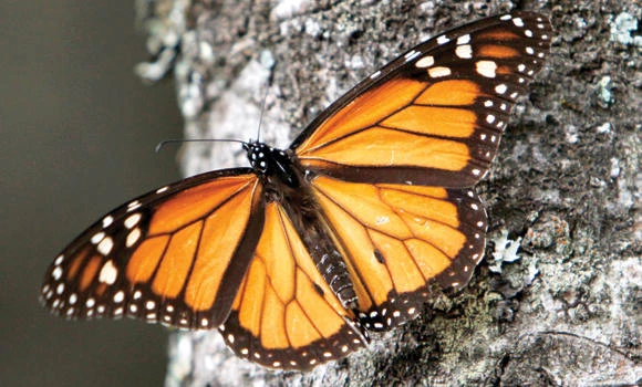 Monarch butterflies drop ominously in Mexico