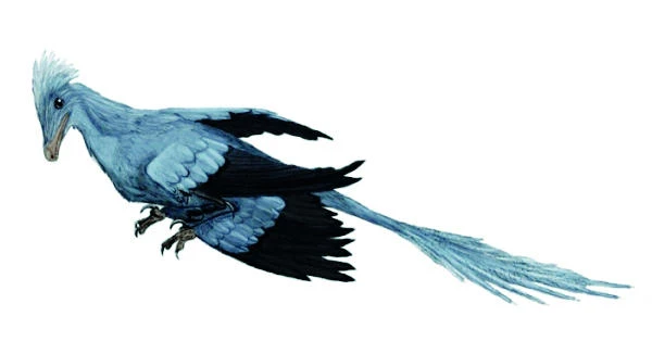 Early birds used four-winged system to fly, say scientists