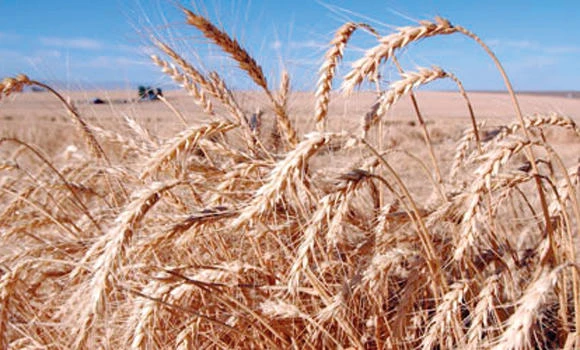 Kingdom opens doors for soft wheat exporters