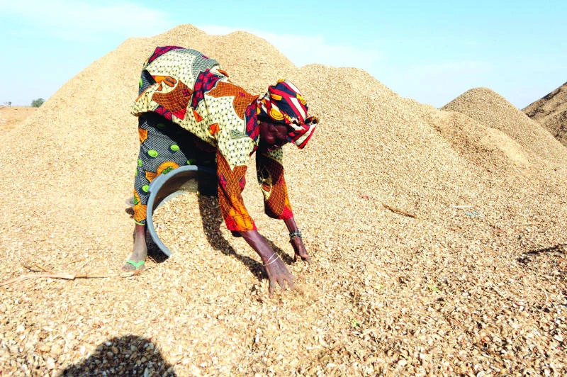 Chinese appetite makes peanuts the new ‘gold’ in Senegal