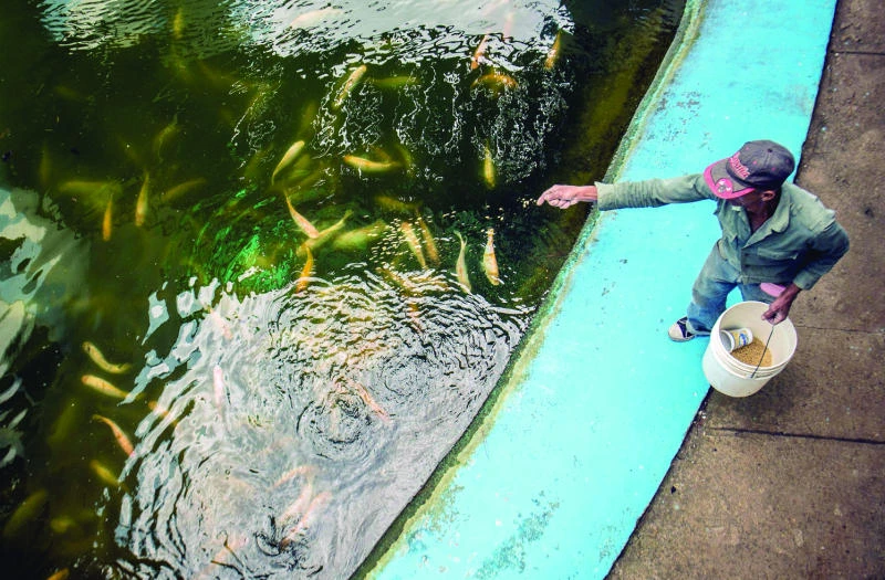 Cubans get used to eating fish
